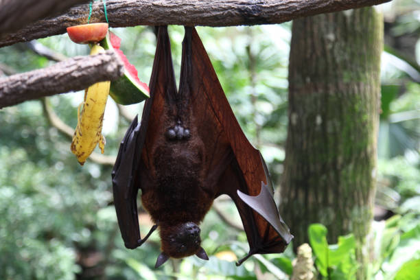 istock Bat is hanging on a tree branch, Singapore 692318474