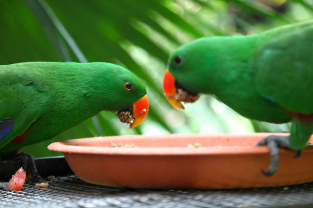 istock Bright green parrots, Singapore 692318804