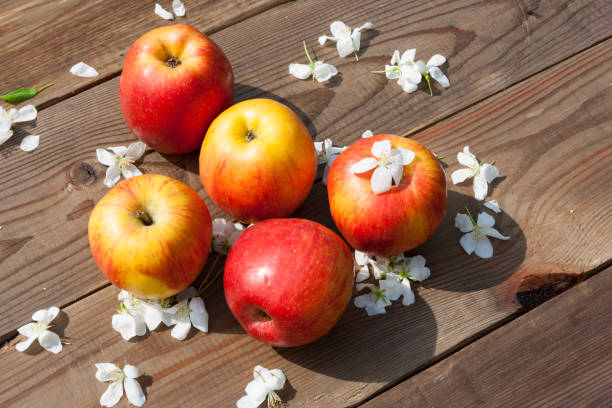 istock Fresh apples on a dark wooden background 692319094
