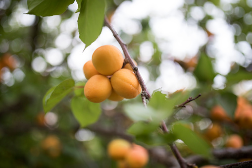 Apricot tree selective focus