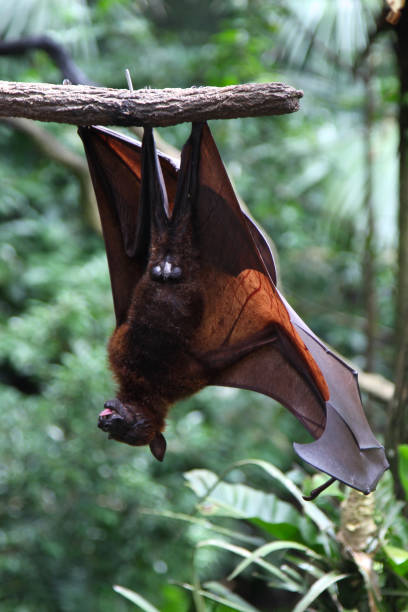 istock Bat is hanging on a tree branch, Singapore 692319696