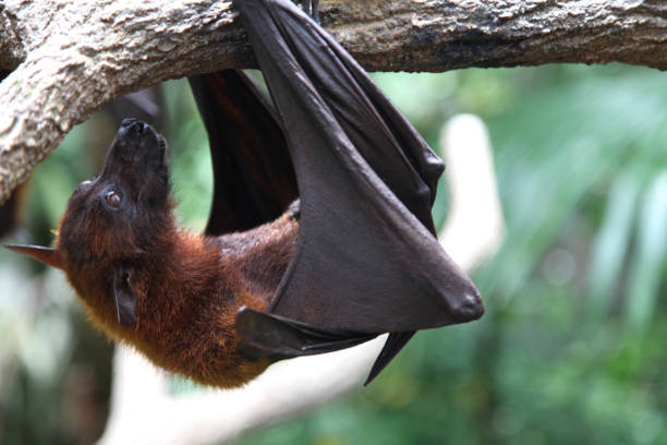 istock Bat is hanging on a tree branch, Singapore 692319720