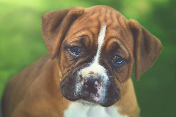 istock Boxer puppy at the park 692322120