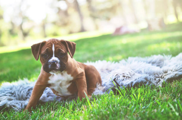 istock Boxer puppy at the park 692322126