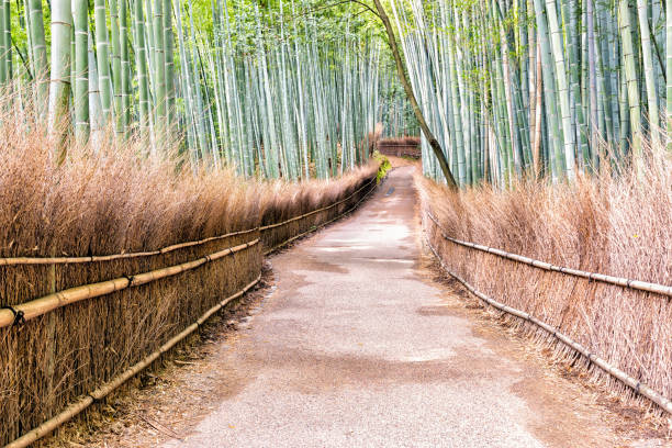 istock Bamboo Grove in Arashiyama - Kyoto, Japan 692324336
