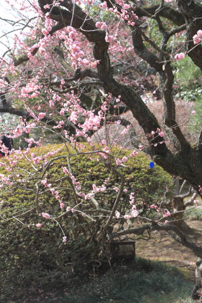 plum blossoms in Kairaku en, Mito, Japan plum blossoms in Kairaku en, Mito, Japan mito ibaraki stock pictures, royalty-free photos & images