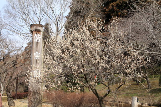 plum blossoms in Kairaku en, Mito, Japan plum blossoms in Kairaku en, Mito, Japan mito ibaraki stock pictures, royalty-free photos & images