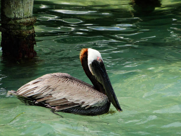 istock Pelican at the sea 692328696