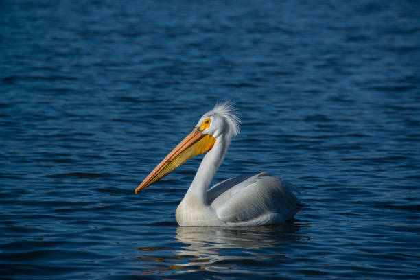 pelicans in the zoo stock photo
