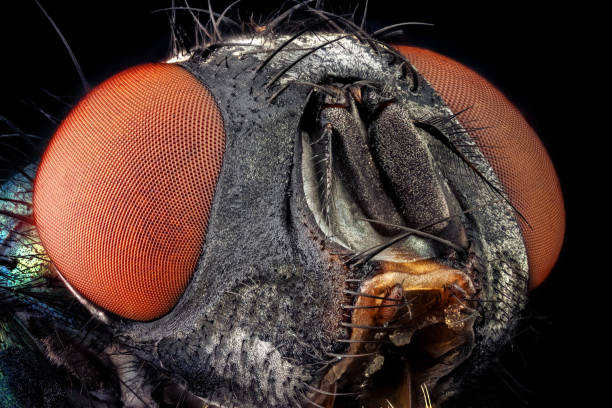 istock Portrait of a common green bottle fly 692340074