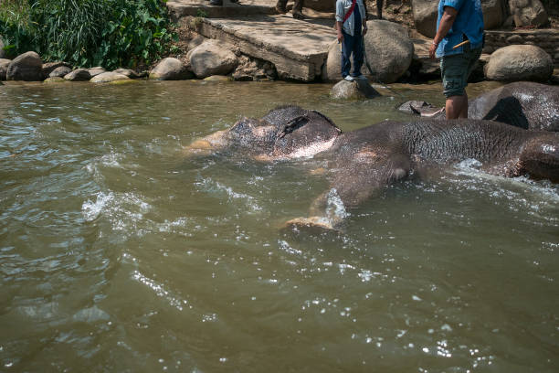 istock Elephants swimming in the river 692343260