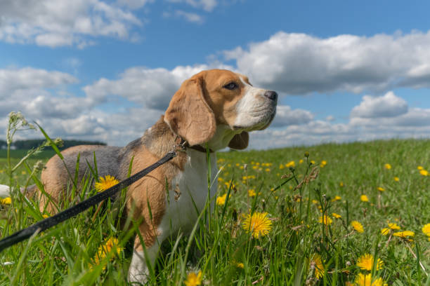 Dog Beagle on a walk in the summer on a green field with yellow dandelions