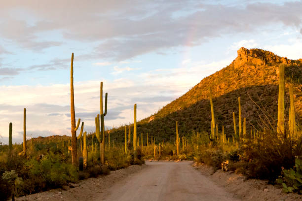 istock Traveling through Saguaro National Park 692347458