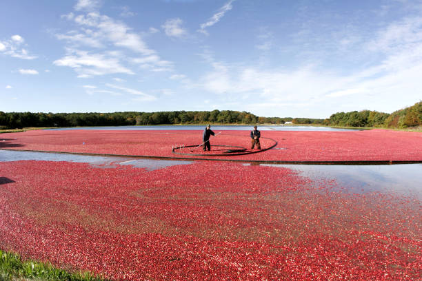 Harvesting cranberries on Cape Cod At a cranberry bog on cape cod, two men are standing in the middle of a sea of cranberries as they harvest the crop of tart crimson berries. cape cod stock pictures, royalty-free photos & images