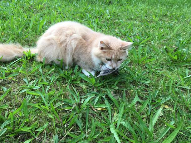 istock Domestic ginger cat with great tit (parus major) in mouth 692354162