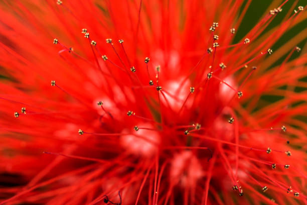 istock Red bottlebrush flower in a garden 692354490