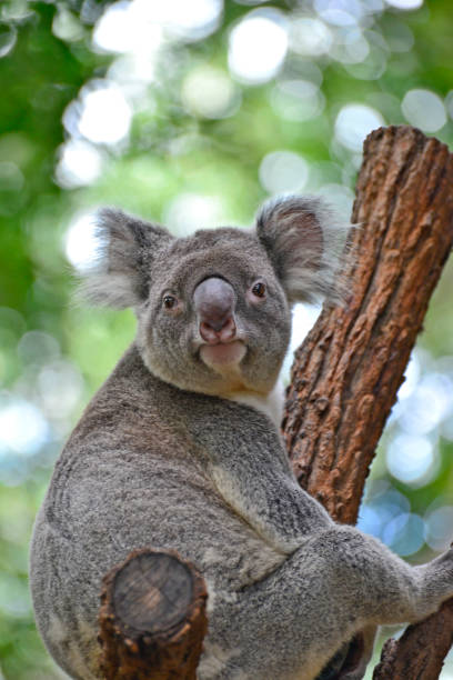 istock Australian koala sitting on a branch looking at viewer 692357332