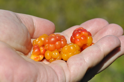 Hand with freshly picked cloudberries