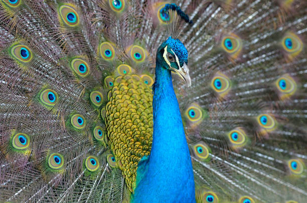 istock Portrait of beautiful peacock with feathers out 692370912