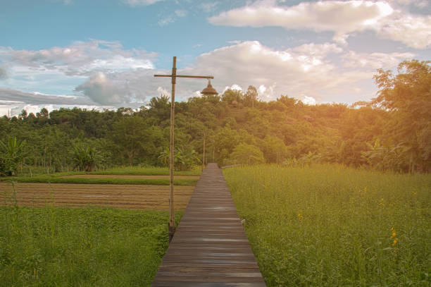 istock Wooden walking way over green field 692371212