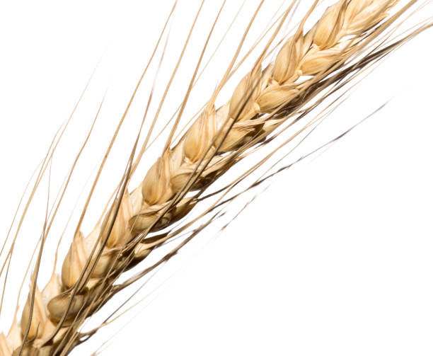 istock Yellow wheat ear isolated on white background 692373894