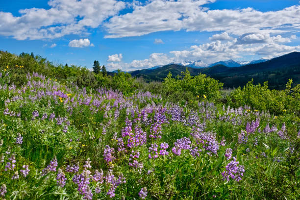 Rolling hills from Patterson Mountain. North Cascades National Park. Bellingham. Winthrop.  Washington. The United States.