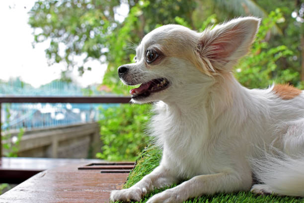 istock Chihuahua furry dog 692378802