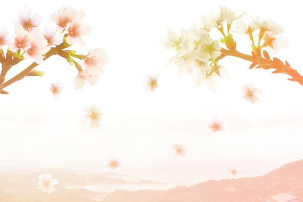 istock Soft focus of cherry bloom and mountain 692378950