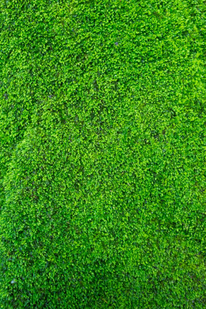 istock The little green plants. 692385206