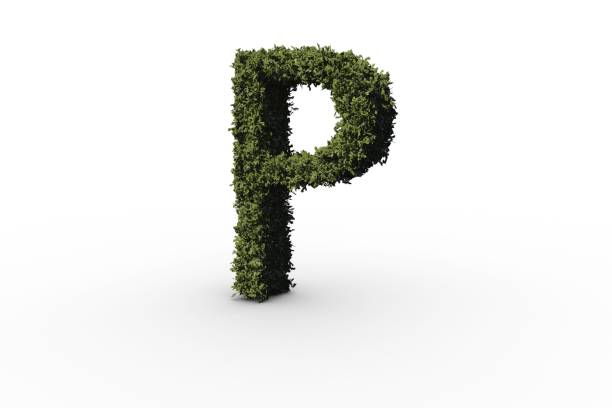 istock Letter p made of leaves 692390664