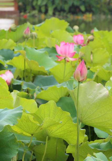 istock lotus in park 692393960