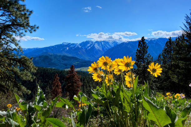 Arnica in alpine meadows. Yellow sunflowers. Sauer's Mountain. Central Cascade Mountains. Leavenworth. Seattle. Washington. The United States. balsam root stock pictures, royalty-free photos & images
