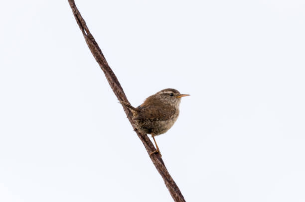 istock Small Bird - Wren Songbird 692402756