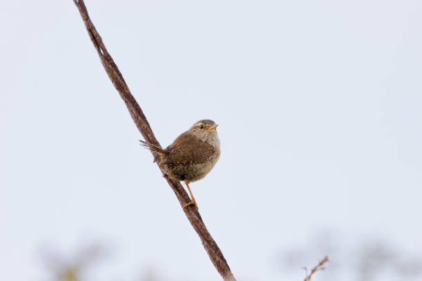 istock Small Bird - Wren Songbird 692402850