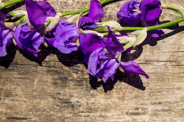 istock Purple iris flowers on wooden background with copy space 692402984
