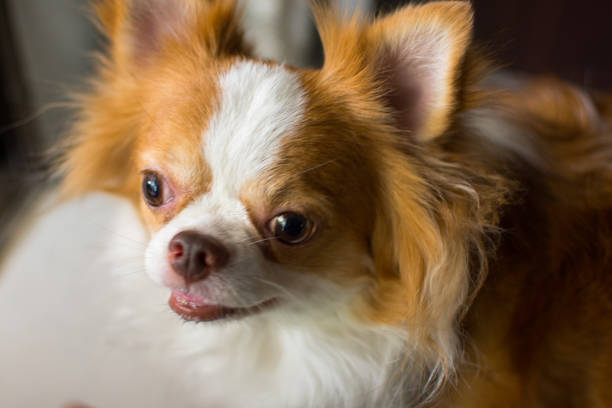 istock Chihuahua furry dog 692403726