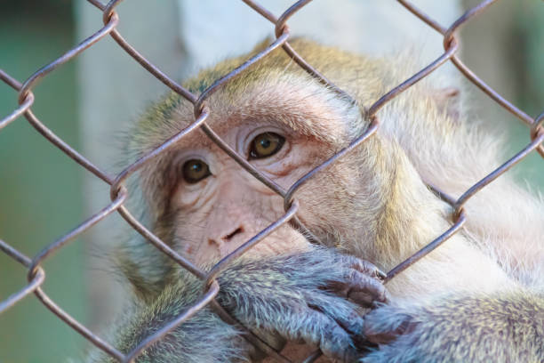 istock The monkey in the jail. 692403856