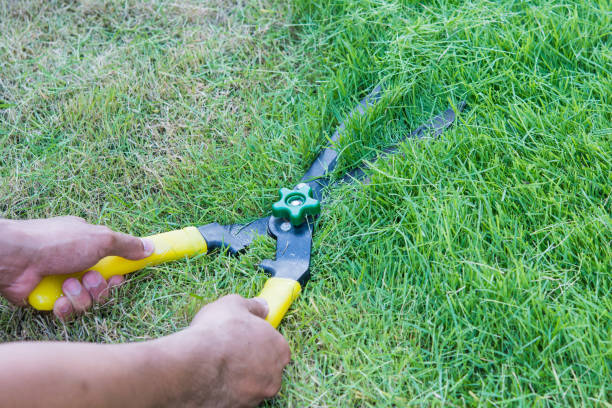 istock Scissors cut grass put in garden 692404796