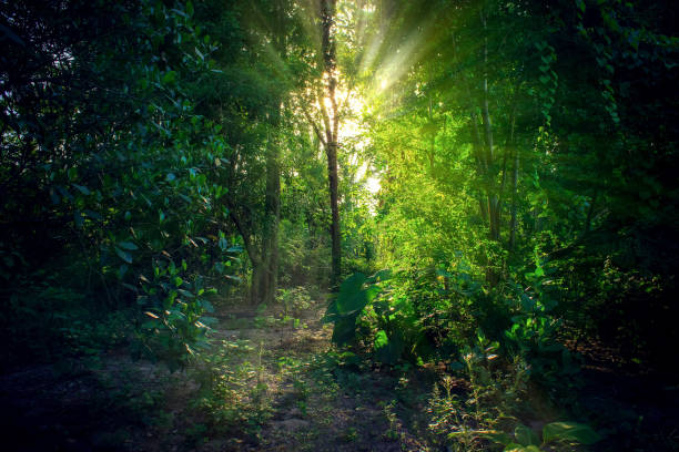 istock Light sunset green forest in spring time,nature spring backgroun 692409650