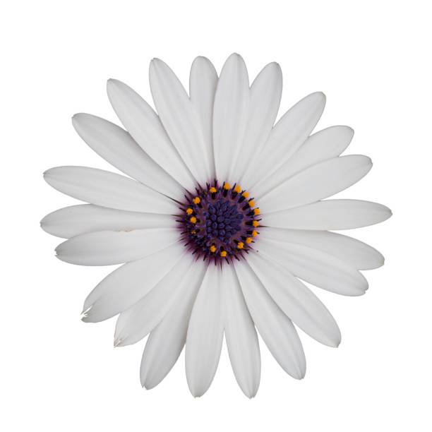 istock Daisy flower isolated on white. Macro. 692411916