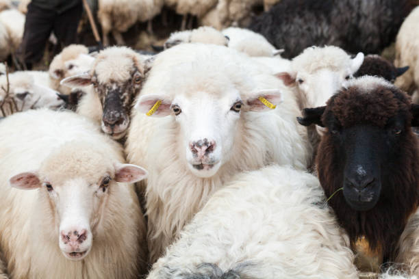 istock Flock of sheep 692412482
