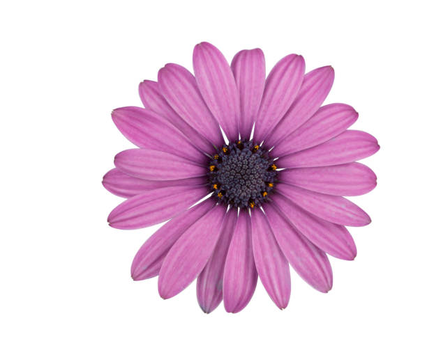istock Daisy flower in purples isolated on the white background. 692413004