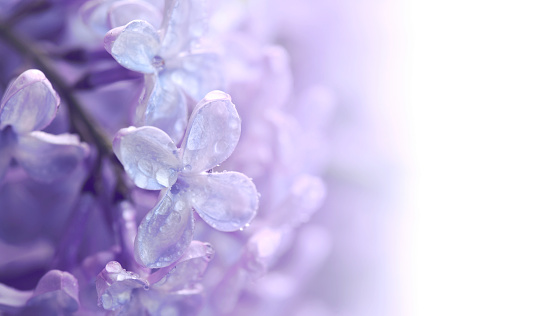 Flowers violet lilac in water droplets, closeup image, selective focus, space for text