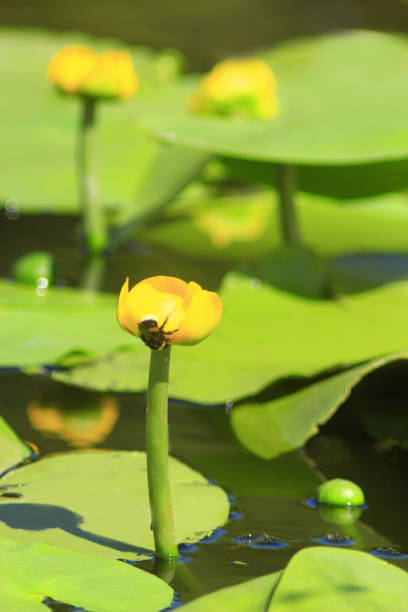 istock yellow flower of Nuphar lutea 692419106