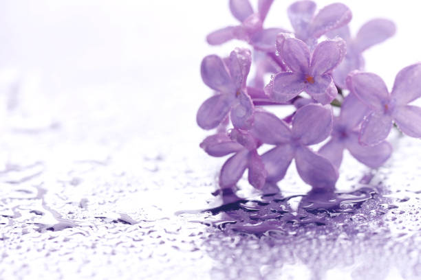Flowers purple lilac in water drops, macro image, wet surface, selective focus, against the light