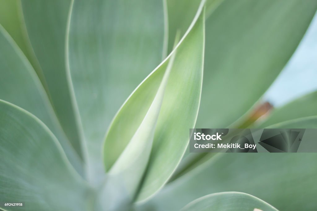 Green Leaves Background an amazing photography Green Leaves Background Nature Stock Photo