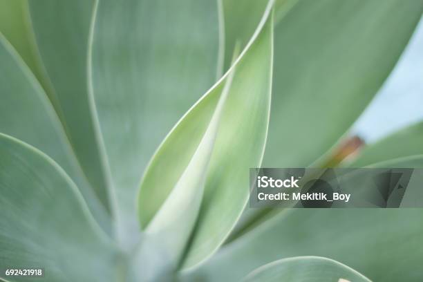 Green Leaves Background Stock Photo - Download Image Now - Nature, Macrophotography, Close-up