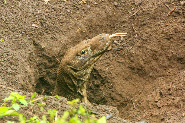 Komodo dragon digging on Rinca, Komodo National Park, Indonesia Portrait of Komodo dragon digging a hole on Rinca Island in Komodo National Park, Nusa Tenggara, Indonesia. It is the largest living species of lizard pulau komodo stock pictures, royalty-free photos & images