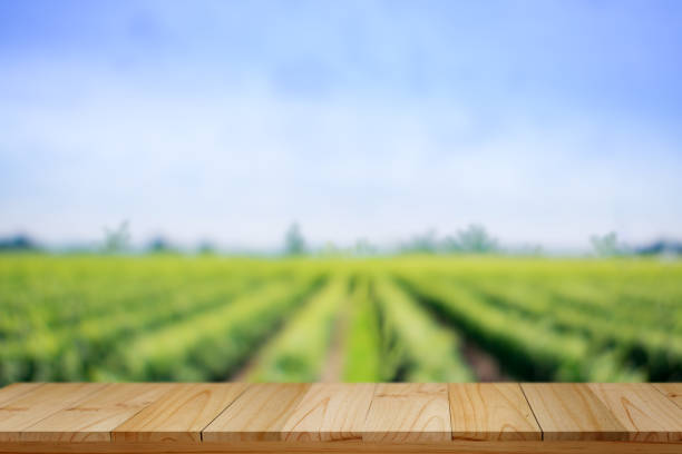 istock Empty rustic top wood table at gripening soybean field. 692422218
