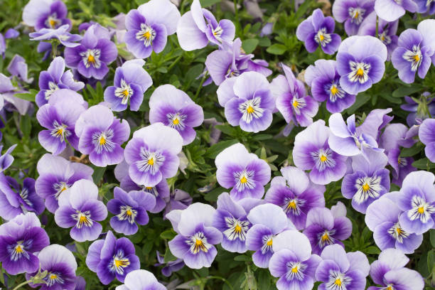 istock Purple and yellow pansies in nature 692422476